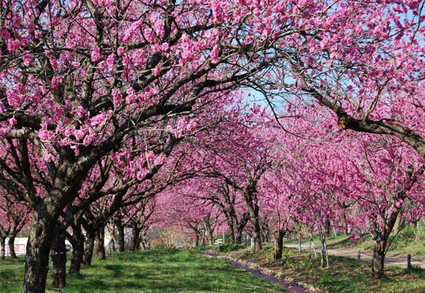 古河公方公園(古河総合公園)