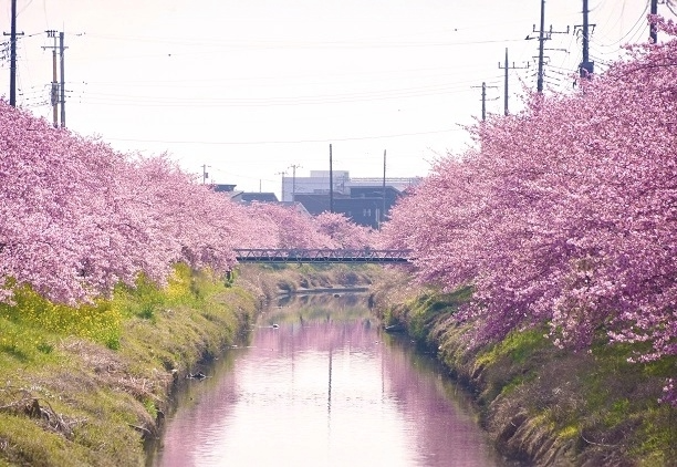 青毛堀川の河津桜