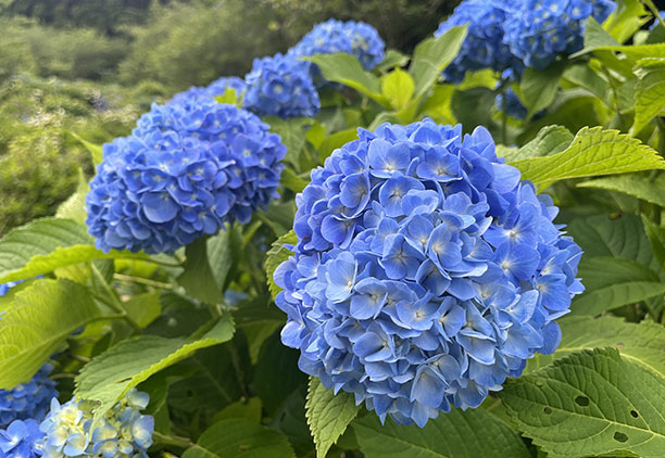 野見金公園のあじさい