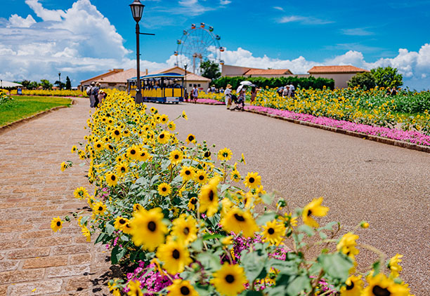 長井海の手公園　ソレイユの丘