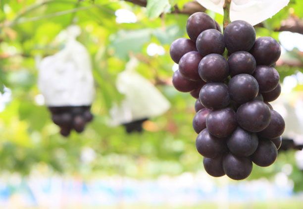 湘南のフルーツパラダイス