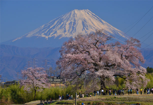 名峰を背景に楽しめる美しい一本サクラ