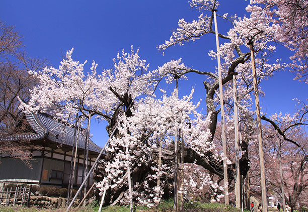 桜彩るまち