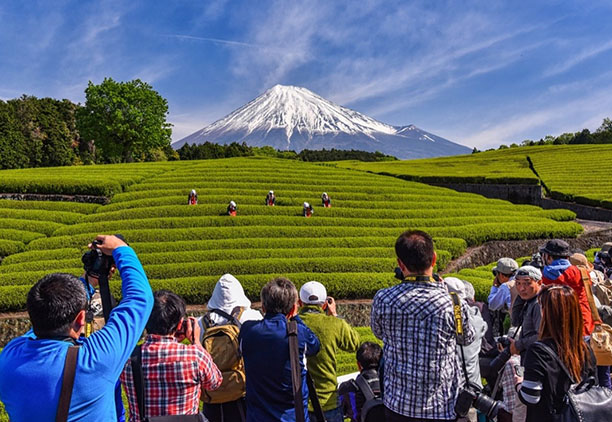 新緑の季節は絶景！「大淵笹場」の茶畑