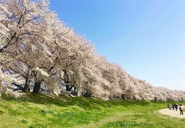 背割堤の桜