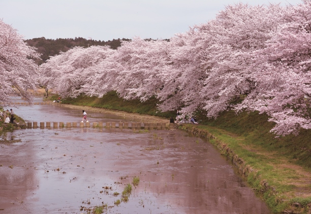 桜並木「やすらぎの道」