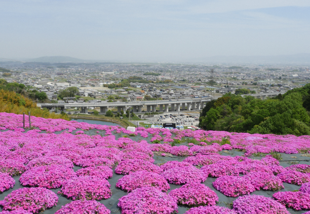 しあわせの森公園の芝桜