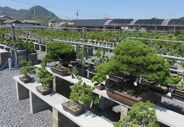 高松盆栽の郷