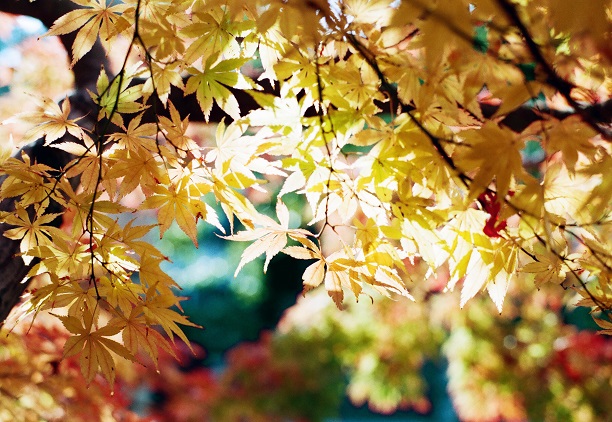 県立桃陵公園の紅葉