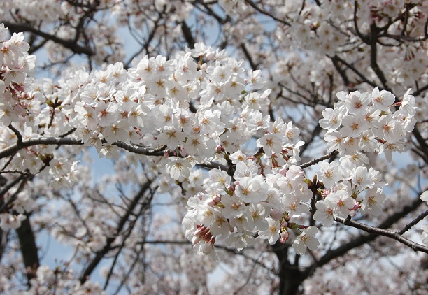 県立桃陵公園の桜