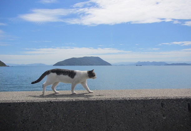 佐柳島からみる景色