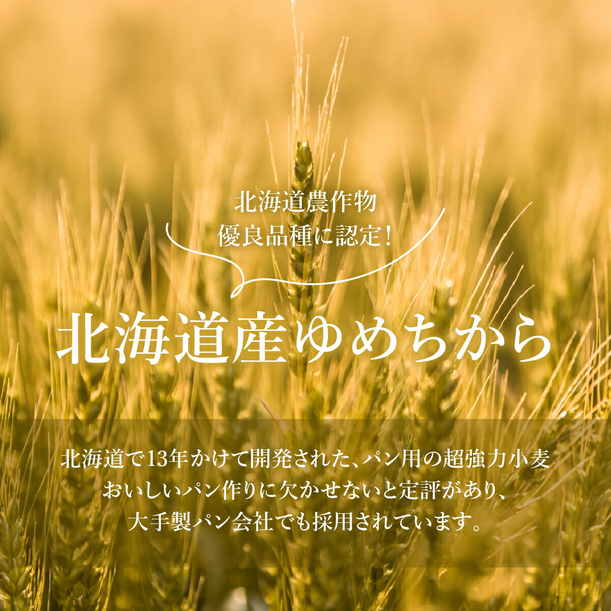 【北海道産小麦】ゆめちからブレンド粉（強力粉）500g×8袋【29000301】