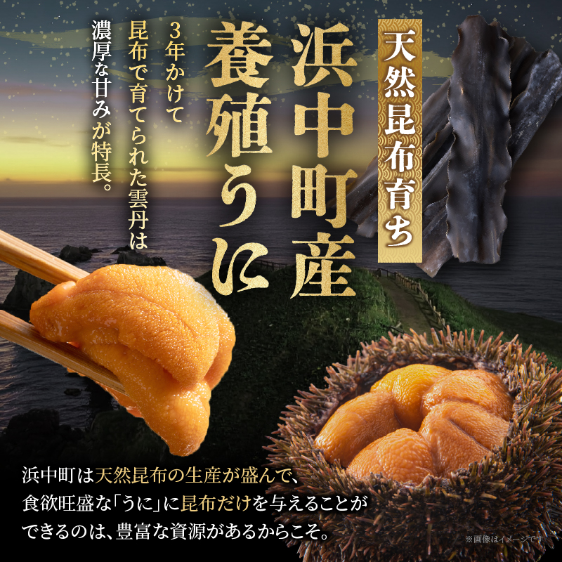 無添加「浜中町養殖塩水うに(計50g)」_H0038-104