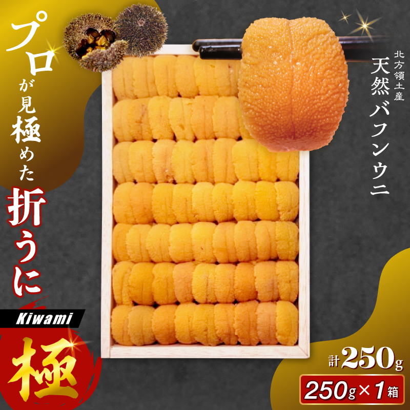 ≪プロ厳選≫最高級折うに(極)計250g うに ウニ 雲丹 折うに 海鮮 海産物 北海道 浜中町 ふるさと納税 人気_H0014-100
