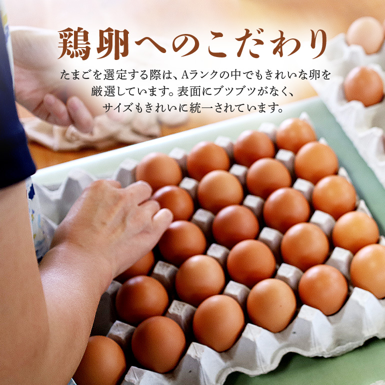 鶏卵60個（55個＋補償5個）入り化粧箱 【12ヶ月定期便】 鶏卵 60個 化粧箱入り 卵 生卵 60ヶ たまご タマゴ 玉子 国産 茨城県産 健康 美容 ご飯 すき焼き 目玉焼き 卵焼き 玉子焼き たまご焼き 創業40年以上の老舗・石川養鶏の新鮮で濃厚なたまご 16-E