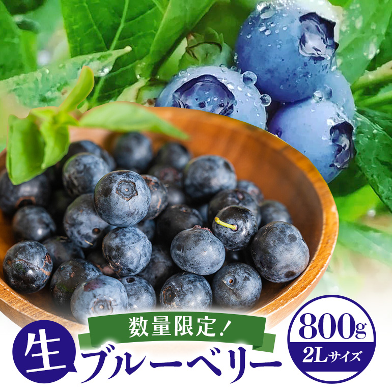 《数量限定・期間限定》 【アイの玉】毎日！朝摘み生ブルーベリー(2L) 数量限定 期間限定 ブルーベリー フルーツ 果物 くだもの 冷蔵 大粒 新鮮 生果 国産 73-A 【2026年6月15日より順次発送予定・7月31日に受付終了】