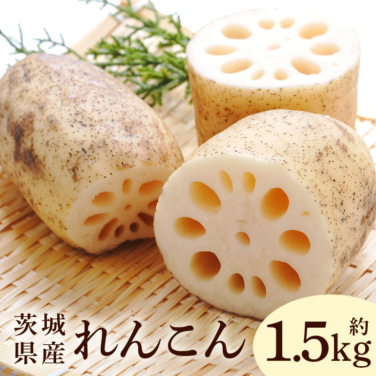 れんこん 1.5kg 野菜 れんこん レンコン 蓮根 国産 9月上旬〜2月中旬まで順次発送予定 51-C