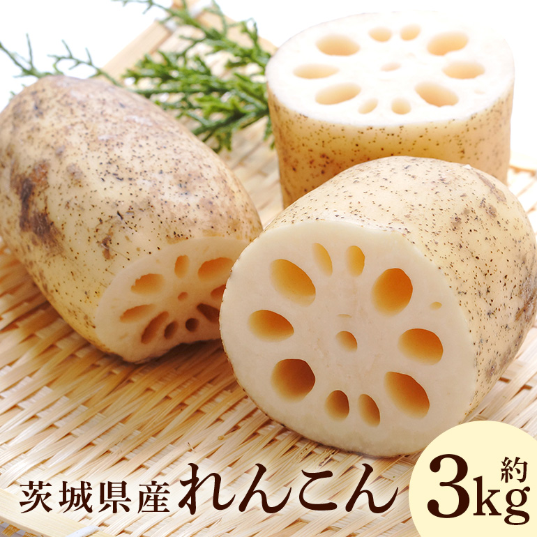れんこん 3kg 野菜 れんこん レンコン 蓮根 国産 9月上旬〜2月中旬まで順次発送予定 51-A