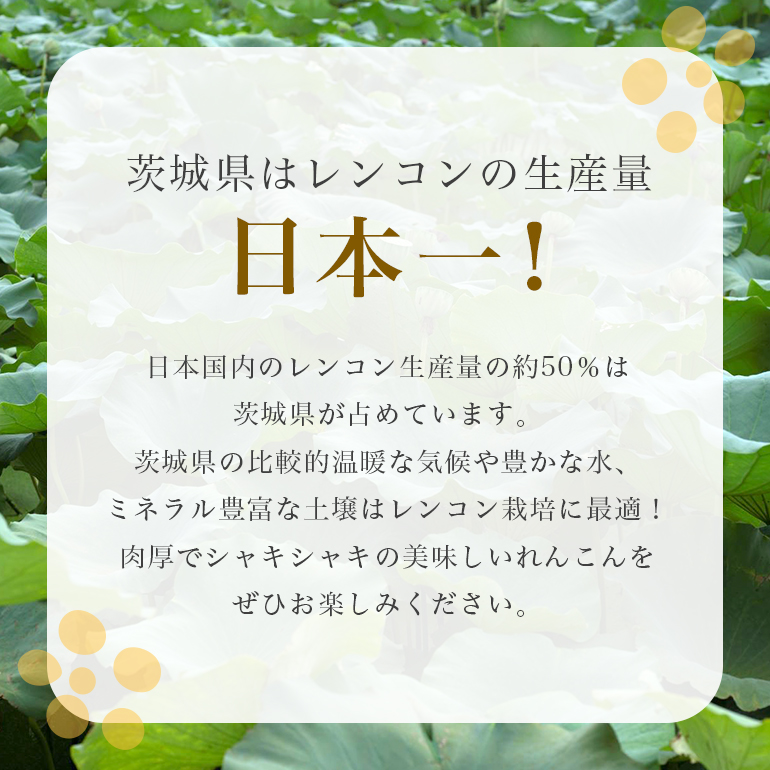 野口誠の蓮根 約4kg れんこん レンコン 蓮根 野菜 国産 期間限定 57-A