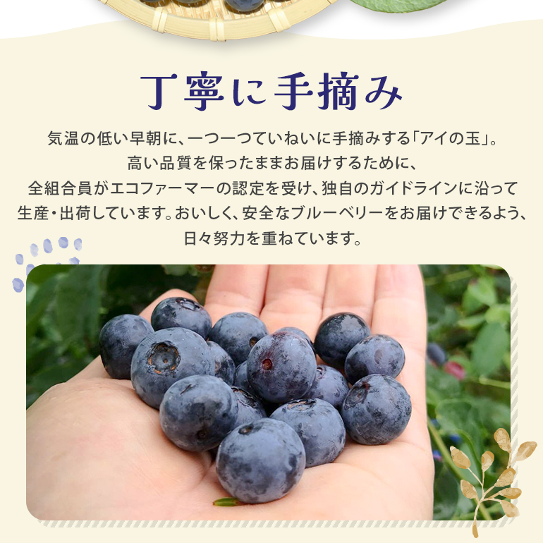 《数量限定・期間限定》 【アイの玉】毎日！朝摘み生ブルーベリー(2L) 数量限定 期間限定 ブルーベリー フルーツ 果物 くだもの 冷蔵 大粒 新鮮 生果 国産 73-A 【2026年6月15日より順次発送予定・7月31日に受付終了】