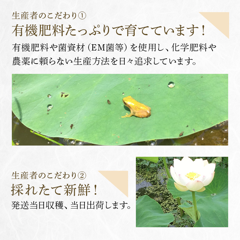 れんこん 3kg 野菜 れんこん レンコン 蓮根 国産 9月上旬〜2月中旬まで順次発送予定 51-A