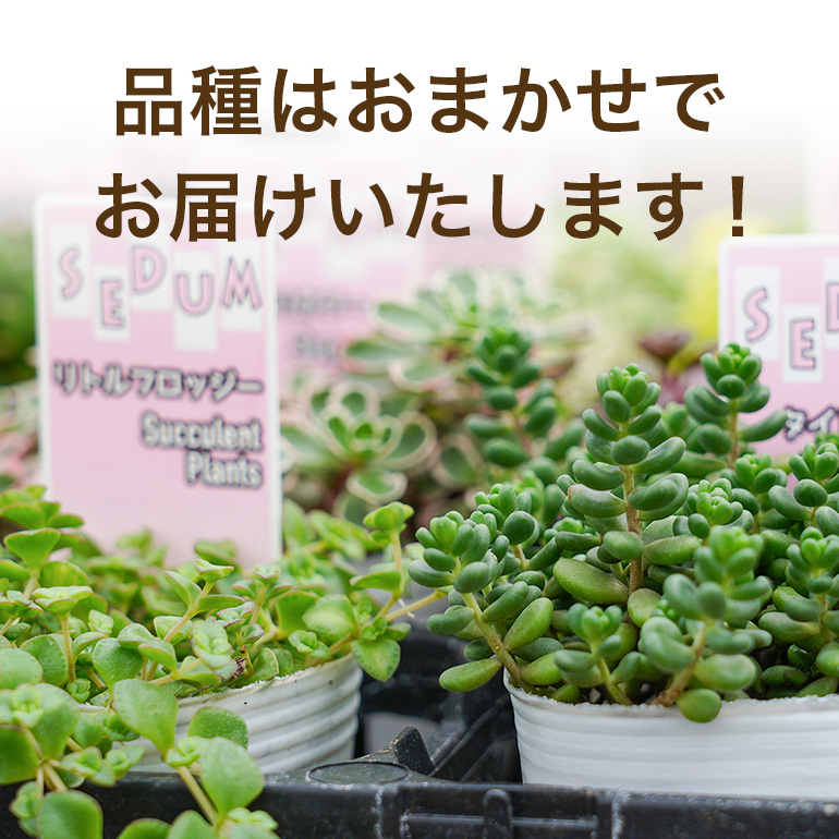 セダムお任せ 3種類×3ポットセット（合計9ポット） セダム 多肉 植物 品種 おまかせ 種類 セット 寄せ植え 観葉 苗 室内 育成 おしゃれ ギフト 贈り物 プレゼント 茨城 55-D
