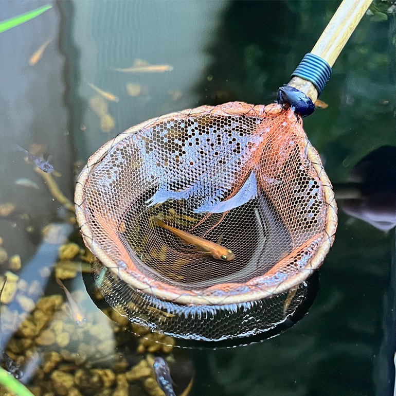 メダカ用 タモ網（太） メダカ タモ 網 めだか タモ網 手作り 天然素材 高品質 軽量 耐久 飼育 83-A