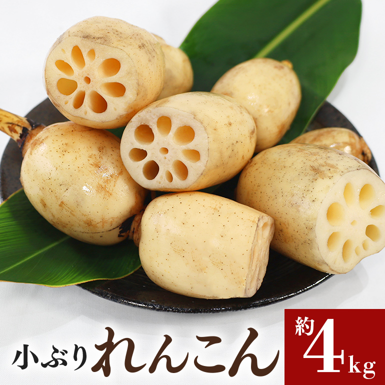 【数量限定・先行予約】ご家庭用ちょっと小さめ れんこん 約4kg れんこん レンコン 蓮根 茨城 国産 お正月 おせち 野菜 17-AF ＜11月中旬〜12月上旬発送予定＞