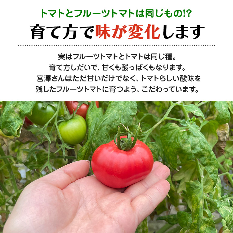 【数量限定 先行予約】＜2026年12月以降出荷開始予定＞ 爆音トマトと呼ばれるフルーツトマト「百里百」 2kg 甘い 酸味 肉厚 大玉 産地直送 とまと 健康 リコピン 百里基地 戦闘機 国産 茨城県 小美玉市 直売所 水耕栽培 野菜 やさい 13-E