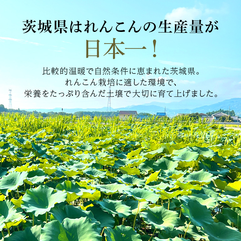 【数量限定・先行予約】ご家庭用ちょっと小さめ れんこん 約4kg れんこん レンコン 蓮根 茨城 国産 お正月 おせち 野菜 17-AF ＜11月中旬〜12月上旬発送予定＞