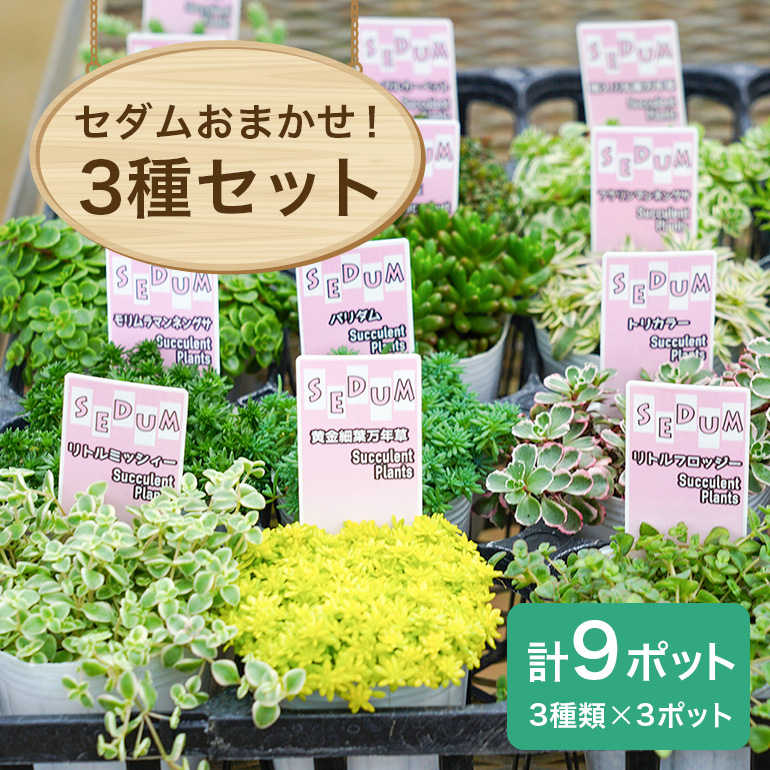 セダムお任せ 3種類×3ポットセット（合計9ポット） セダム 多肉 植物 品種 おまかせ 種類 セット 寄せ植え 観葉 苗 室内 育成 おしゃれ ギフト 贈り物 プレゼント 茨城 55-D