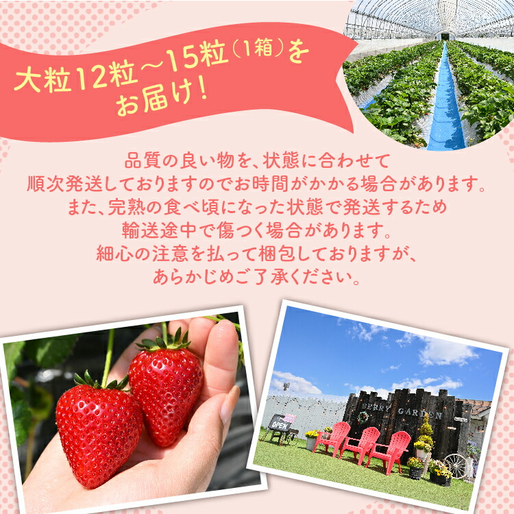 深紅のいちご 『ロイヤルクイーン』 大粒 12粒?15粒×1箱 先行予約 希少価値の高いイチゴの女王！ 深紅のスイートベリー 58ロハスファーム｜いちご イチゴ 苺 先行予約 栃木県 果物 くだもの フルーツ ロイヤルクイーン 新鮮 贈答 ギフト 高級 大粒 朝摘み 希少品種  ※2026年1月中旬?5月中旬頃に順次発送予定