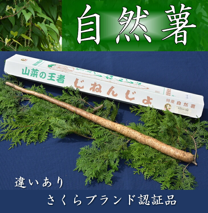 さくらブランド認証品　えみの自然薯　1本（500g以上）山芋 とろろ 国産 健康 ※2025年11月～発送