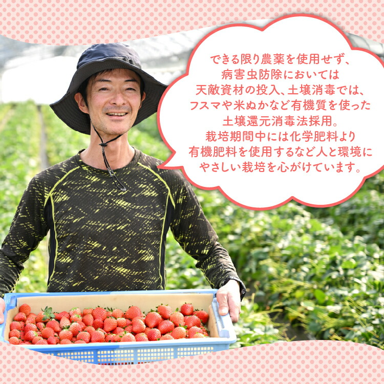 【先行予約】いちご 厳選！さくら市産 とちあいか（290g×4パック） ※2026年1月中旬?3月下旬頃に順次発送予定