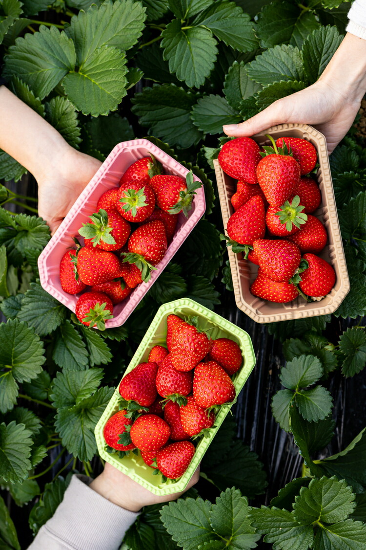 58ロハスクラブ　BERRY GARDENいちご狩り券 ※2024年12月上旬?2025年4月下旬頃に順次発送予定
