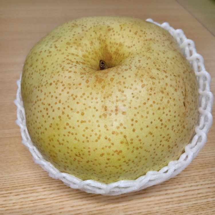 朝穫り 大玉【かおり】5kg 5個?6個入り【9月15日受付終了】 梨 なし フルーツ 果物 数量限定 ※2025年9月下旬?10月上旬頃に順次発送予定 ※離島・沖縄への配送不可