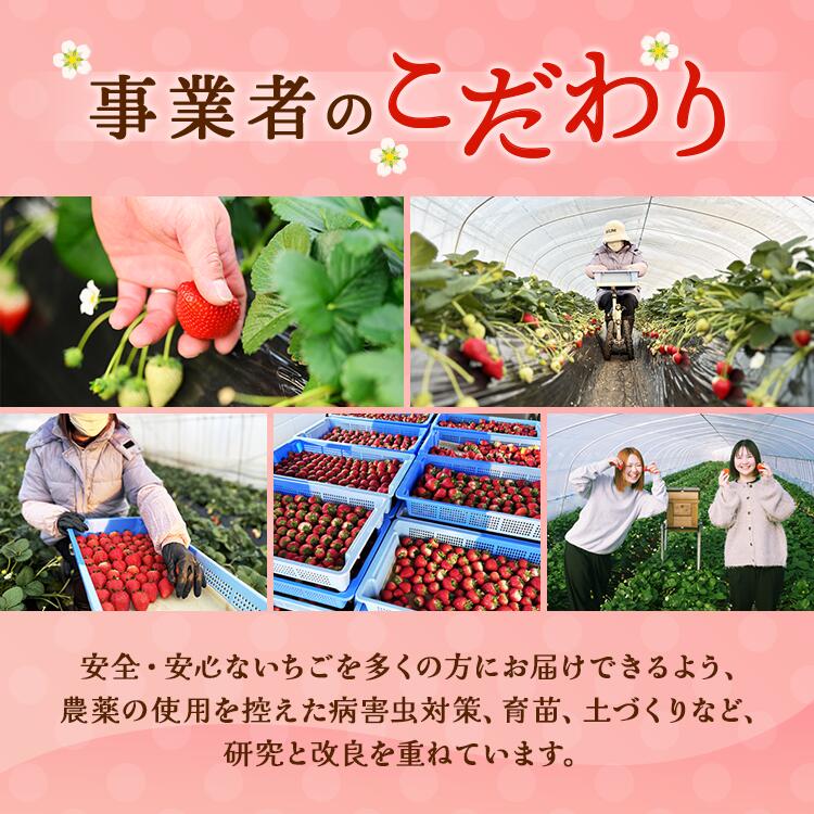 〈数量限定〉【先行予約】さくら市産イチゴ（とちあいか）290g×4パック｜いちご イチゴ 苺 先行予約 栃木県 果物 くだもの フルーツ とちあいか 新鮮 贈答 ギフト ※2025年12月下旬?2026年3月下旬頃に順次発送予定