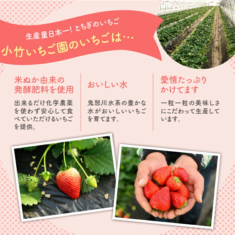 大満足4種食べ比べセット（とちおとめ、ミルキーベリー、とちあいか、スカイベリー）400g×2パック 800g｜いちご イチゴ 苺 先行予約 栃木県 果物 くだもの フルーツ とちおとめ とちあいか スカイベリー ミルキーベリー 新鮮 贈答 ギフト 高級 食べ比べ ※2026年2月上旬?4月中旬頃に順次発送予定