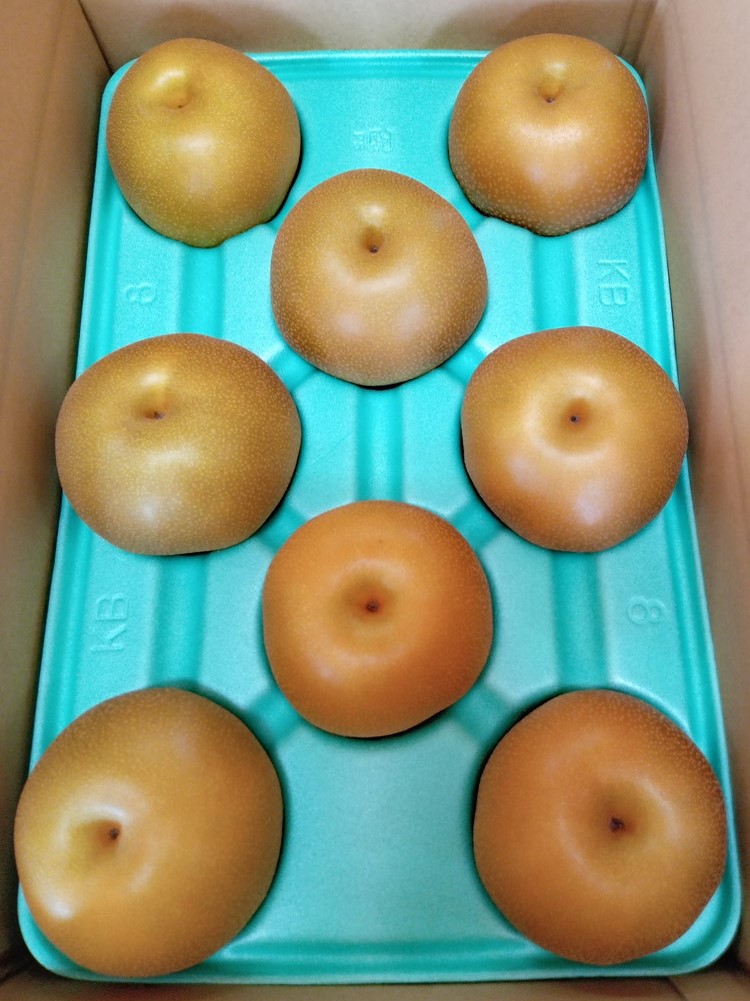 朝穫り 大玉【豊水】5kg 7個?9個入り【9月15日受付終了】 梨 なし フルーツ 果物 数量限定 ※2025年9月上旬?9月下旬頃に順次発送予定 ※離島・沖縄への配送不可