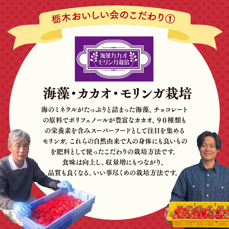 栃木おいしい会のいちご（とちあいか）260g×4パック（1040g）｜栃木県共通返礼品 栃木県産 ※離島への配送不可 ※2026年1月上旬?4月下旬頃に順次発送予定
