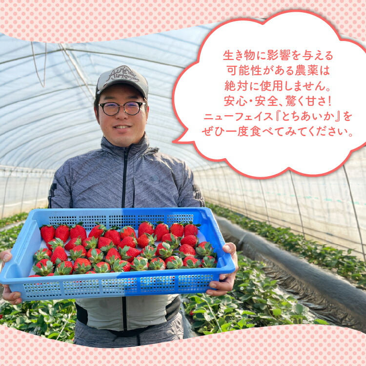 【先行予約】【数量限定】とちあいか 290g×8パック｜いちご イチゴ 苺 先行予約 栃木県 果物 くだもの フルーツ とちあいか 新鮮 贈答 ギフト 食べ比べ 真空パック ※2026年11月～発送
