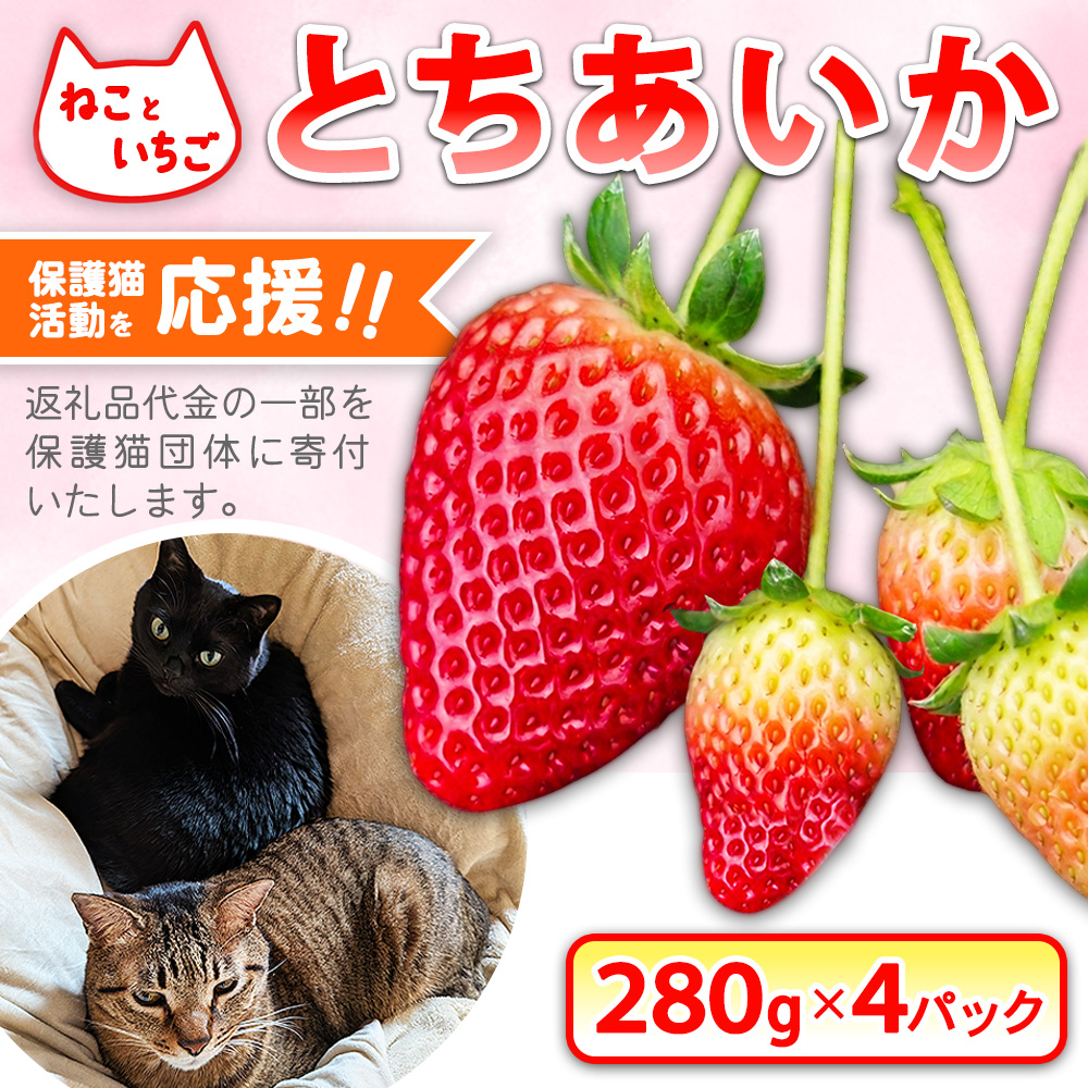ねこといちご とちあいか280g×4パック｜いちご イチゴ 苺 栃木県 果物 フルーツ 動物 保護 ※2026年12月～発送