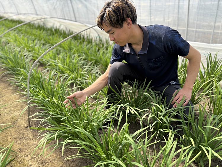 栃木県産こだわりニラ100g×30束 ｜ さくら市 にら 韮 野菜 国産