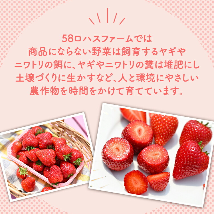 深紅のいちご 『ロイヤルクイーン』 大粒 12粒?15粒×1箱 先行予約 希少価値の高いイチゴの女王！ 深紅のスイートベリー 58ロハスファーム｜いちご イチゴ 苺 先行予約 栃木県 果物 くだもの フルーツ ロイヤルクイーン 新鮮 贈答 ギフト 高級 大粒 朝摘み 希少品種  ※2026年1月中旬?5月中旬頃に順次発送予定