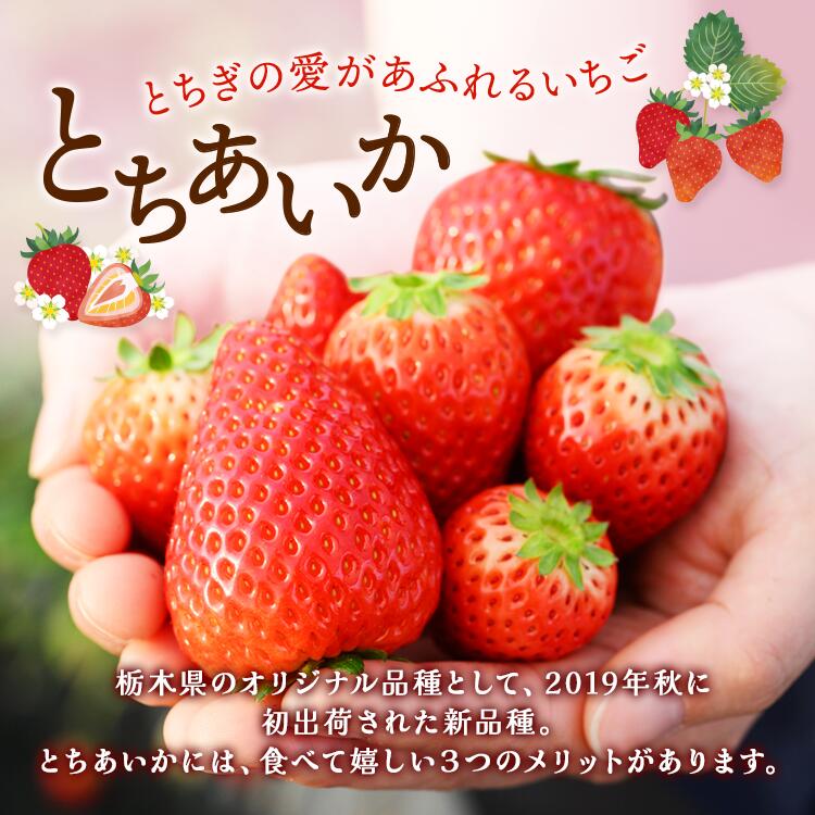 〈数量限定〉【先行予約】さくら市産イチゴ（とちあいか）290g×4パック｜いちご イチゴ 苺 先行予約 栃木県 果物 くだもの フルーツ とちあいか 新鮮 贈答 ギフト ※2025年12月下旬?2026年3月下旬頃に順次発送予定