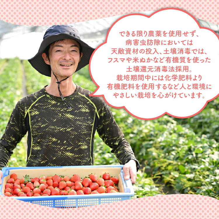 《数量限定》いちご厳選！さくら市産 とちあいか・スカイベリー食べ比べセット（290g×4パック） ｜いちご イチゴ 苺 先行予約 栃木県 果物 くだもの フルーツ とちあいか スカイベリー 新鮮 贈答 ギフト 高級 食べ比べ  ※2026年1月中旬?3月下旬頃に順次発送予定