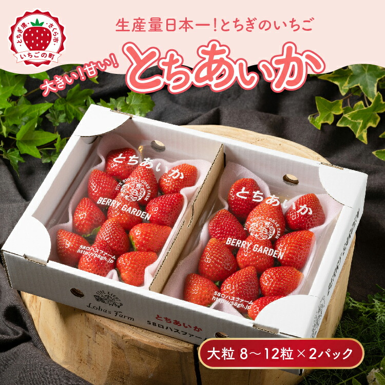 いちご 甘さ際立つ新品種 『とちあいか』 大粒 8?12粒×2パック 先行予約 58ロハスファーム【58ロハスクラブ】｜いちご イチゴ 苺 先行予約 栃木県 果物 くだもの フルーツ とちあいか 新鮮 贈答 ギフト 大粒 ※2026年1月中旬?5月中旬頃に順次発送予定