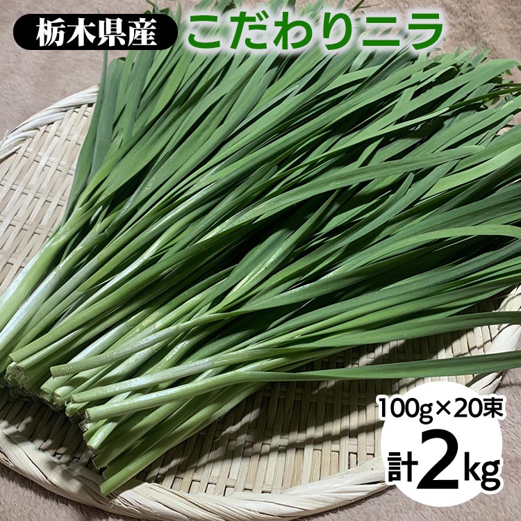 栃木県産こだわりニラ100g×20束 ｜ さくら市 にら 韮 野菜 国産