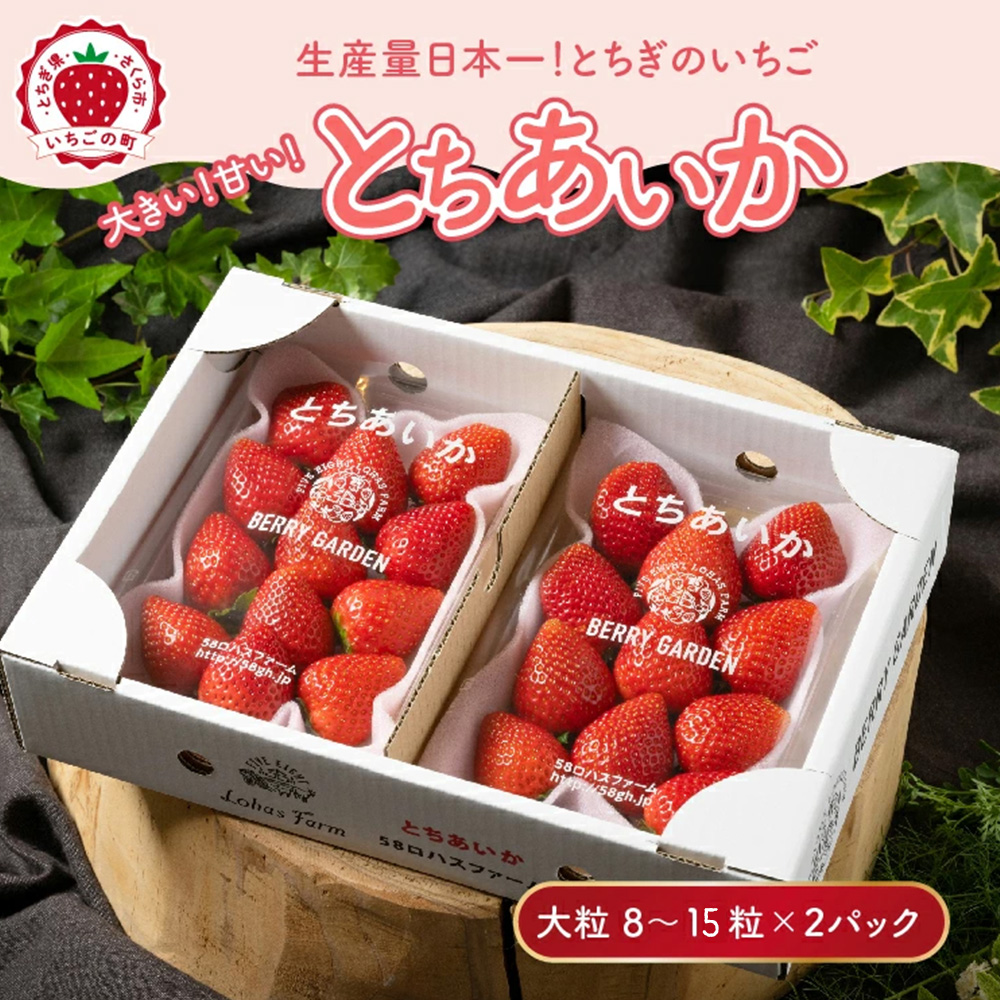 いちご 甘さ際立つ新品種 『とちあいか』 大粒 8～15粒×2パック 先行予約 58ロハスファーム【58ロハスクラブ】｜いちご イチゴ 苺 先行予約 栃木県 果物 くだもの フルーツ とちあいか 新鮮 贈答 ギフト 大粒 ※2027年1月～発送
