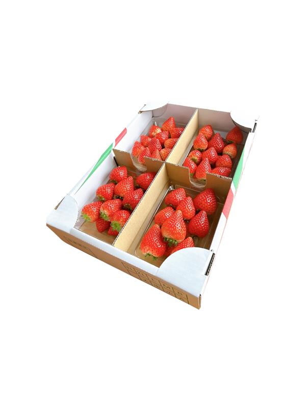 栃木県産とちあいか　1kg　イチゴ 苺 栃木県 果物 くだもの フルーツ スイーツ ギフト｜栃木県共通返礼品 栃木県産 ※2027年1月～発送